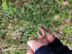 Un fragon, une fleur qui pousse dans la feuille !