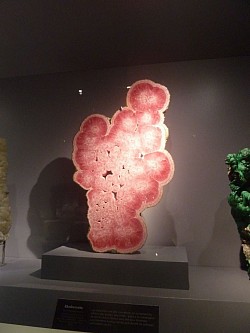 Galerie de Géologie et de minéralogie, Paris