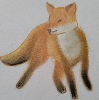 Renard en pastel