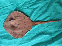 Petite Raie manta