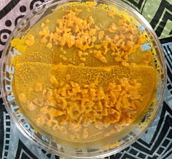 Blob ayant recouvert toute la surface de la couche d'agar-agar