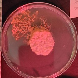 Un blob qui se déploie, avec la forme d'un arbre !